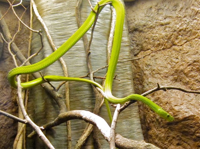 Eastern Green Mamba