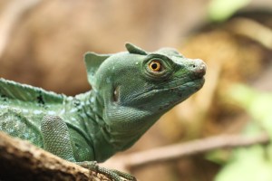 Green Basilisk Lizard