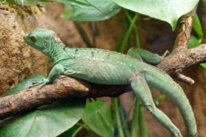 Green Basilisk Lizard