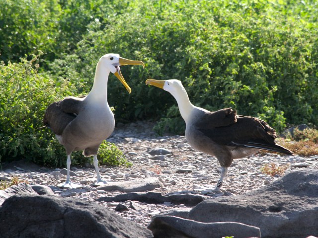 Waved Albatros Phoebastria irrorata Diomedeidae Distribution: Only in the offshore waters of Central south America from northern Chile to northern Ecuador and west to the Galapagos. Habitat: Pelagic rarely approaching shore except to breed. Appearance: Appearance: P. irrorata are medium-sized albatrosses, measuring about 86–90 cm (34–35 in) long, weighing in at 3.4 kg (7.5 lb), and having a wingspan 2.25m or 7.4 ft. They are distinctive for their yellowish-cream neck and head, which contrasts with their mostly brownish bodies. They have a very long, bright yellow bill, which looks disproportionately large in comparison to the relatively small head and long, slender neck. They also have chestnut brown upper parts and underparts, except for the breast, with fine barring, a little coarser on the rump. They have brown upper-wings, back, and tail, along with a whitish breast and underwings. Their axillaries are brown. Finally they have blue feet. Juveniles are similar to adults except for more white on their head. Chicks have brown fluffy feathers. Diet: Fish squid and occasional crustaceans. Remarks: P. irrorata has been observed attacking boobies forcing them to dislodge fish they have captured which the albatrosses then claim as their own. Waved Albatrosses do have difficulty taking off and landing due to their huge wings and slender bodies. To make it easier they sometimes take off on cliffs that are more inland and not next to the coast. The problem is when they come in to land they have a high stalling speed, and when they take off it's hard to beat their massive wings.