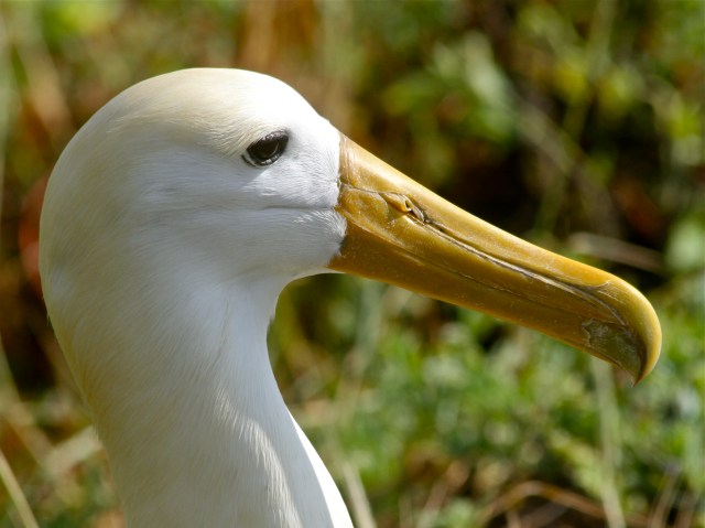 7-1-11 Waved Albatros from Ron’s Galapagos Series