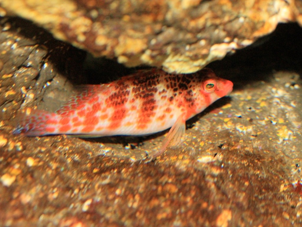 Mclusky's Good Intentions – @sinceileftyoublog on Tumblr, image size:1024x768