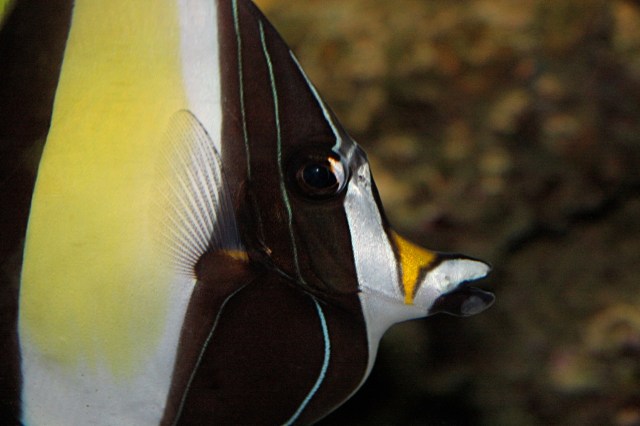 Moorish Idol from Ron’s Galápagos Series