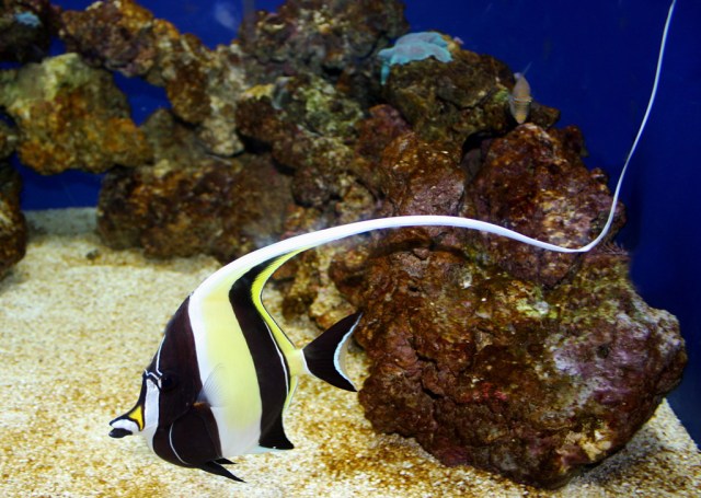 Moorish Idol Zanclus cornutus (Zanclidae)