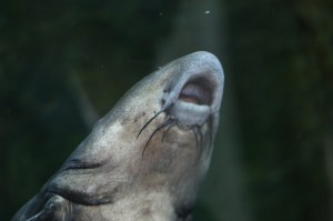 Ripsaw Catfish8457689806_04869bec4e_k