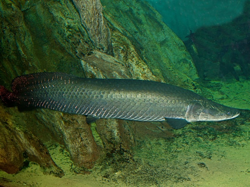 Arapaima Arapaima gigas IMG_0100