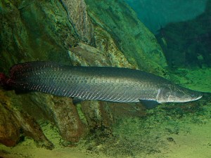 Arapaima  Arapaima gigas&nbsp;IMG_0100