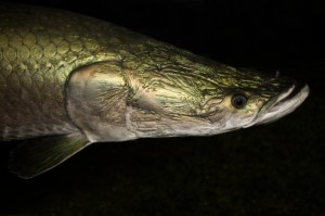 Arapaima (Arapaima gigas)