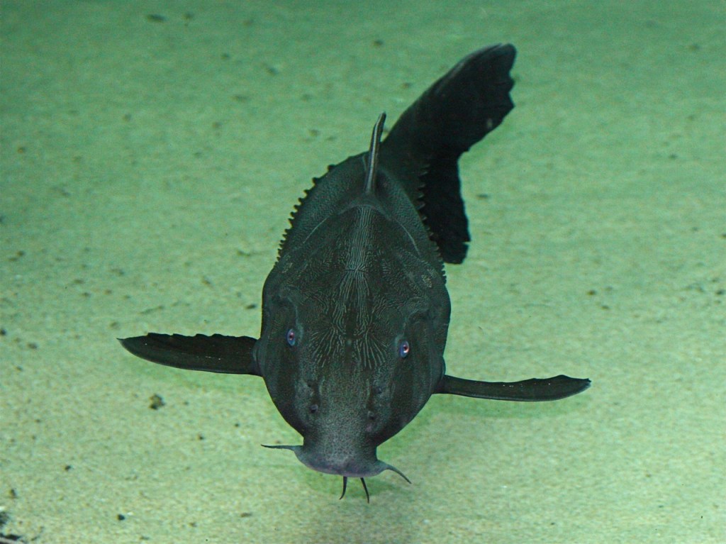 2-12-18 Ripsaw Catfish from Ron’s Amazon Flooded Tunnel Series. | Ron's ...