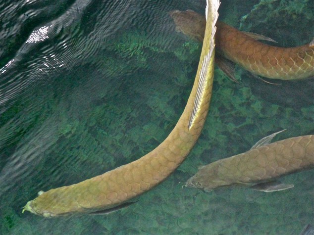 Silver ArawansIMG_1974