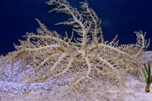 Hell’s Fire Anemone