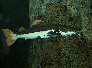 Redtail Catfish Phractocephalus hemiliopterus (Pimelodidae)&nbsp;IMG_0154