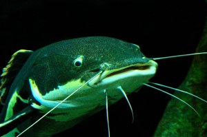 Redtail Catfish Phractocephalus hemiliopterus (Pimelodidae)&nbsp;IMG_8974