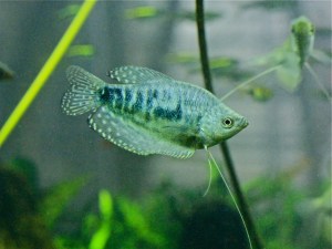 Blue Gourami 2 Trichogaster trichopterus&nbsp;(Belontiidae)
