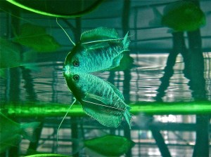 Blue Gourami Trichogaster trichopterus&nbsp;(Belontiidae)