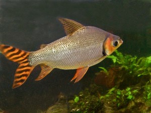 flagtail prochilodusFllagtail Prochilodus  Semaprochilodus insignis (Prochilodontidae) Flannel-mouthed Characins&nbsp;IMG_3094