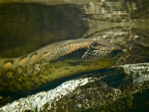 Green Anaconda Eunectes&nbsp;murinus_2