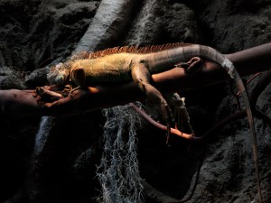 Iguana IMG_0128