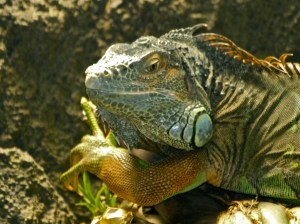 Iguana iguana Kingdom Animalia, Phylum Chordata, Class Reptilia. Family Iguanidae.&nbsp;IMG_1995