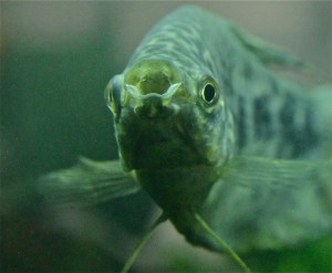 Blue Gourami   IMG_5308