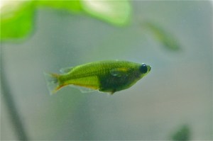 10-25-11 Daisy’s Ricefish from Ron” Rainforest&nbsp;Series