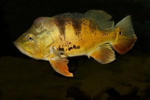 Peacock Cichlid Male