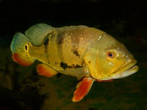 Pecock Bass Female Cichla ocellaris&nbsp;(Cichlidae)