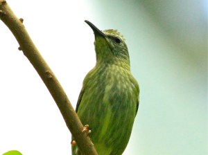 Red-legged Honeycreeper (female) 4141915745_6f640230c1_o