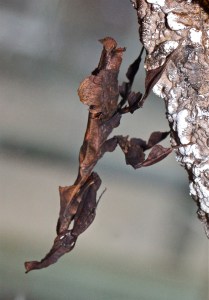 Phyllocrania paradoxa  IMG_5358