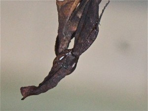 Madagascan Ghost Mantid&nbsp;IMG_5359