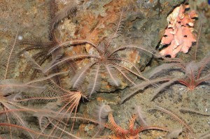 Common Feather Star&nbsp;IMG_5484
