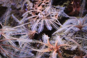 Featherstar  IMG_5485