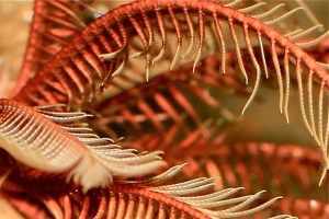 Common Feather star&nbsp;IMG_5488
