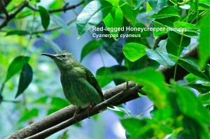 Red-legged Honeycreeper (female)&nbsp;IMG_3005