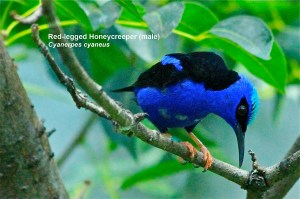 Red-legged Honeycreeper (male)  Cyanerpes cyaneus&nbsp;IMG_3045