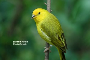 Saffron  Finch  Sicalis flaveola&nbsp;IMG_1269