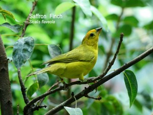 Saffron  Finch_Sicalis flaveola L&nbsp;_2