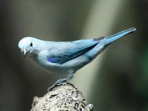 12-13-11 Blue-gray Tanager from Ron’s Rainforest Birds&nbsp;Series