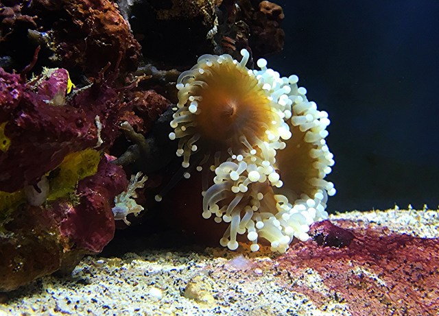 BallAnemone31690177025_2d4172bda6_k