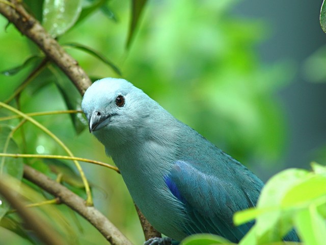 Thraupis episcopus 3259027098_b449539716_b