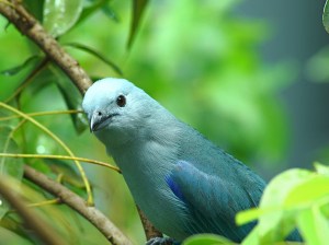 Thraupis episcopus  3259027098_b449539716_b