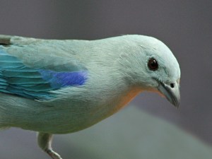 Blue-gray Tanager Thraupis episcopus&nbsp;IMG_0604