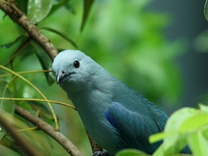 Blue-gray Tanager  IMG_1295