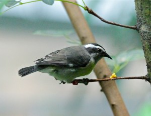 Bananaquit IMG_1934