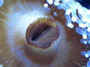 Corynactis sp IMG_3337_2_2