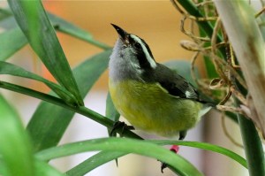 Bananaquit IMG_5889
