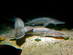 Pallid Sturgeon