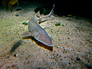 Pallid Sturgeon _z