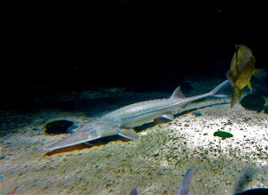 Pallid Sturgeon 6_z