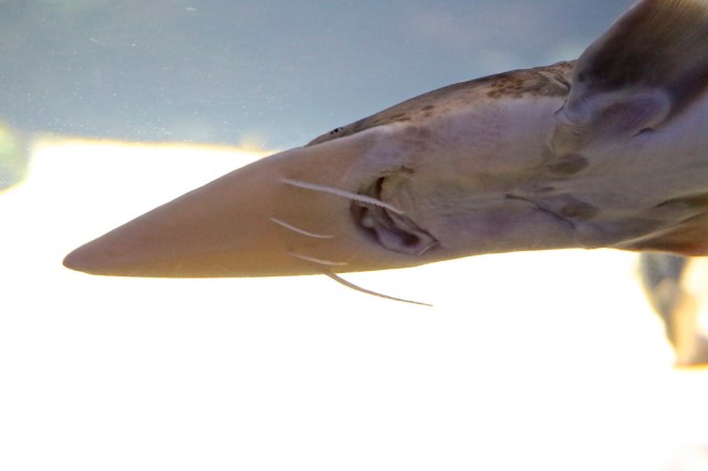 Pallid Sturgeon  8395624080_f62868641d_b
